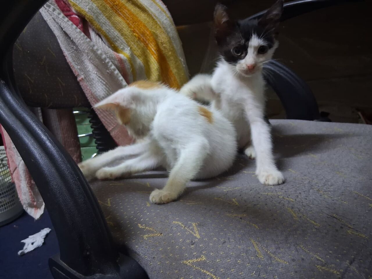 Jeddah, Free Items, 3 Cute Kittens Looking For Loving Homes &ndash; FREE