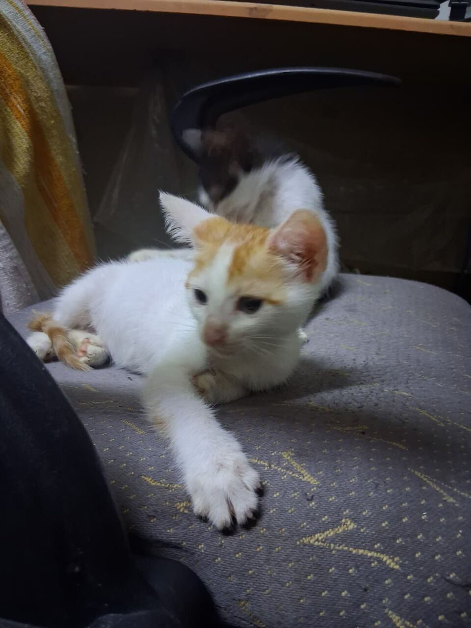 Jeddah, Free Items, 3 Cute Kittens Looking For Loving Homes &ndash; FREE