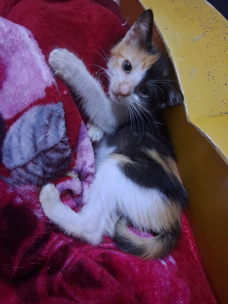 Jeddah, Free Items, 3 Cute Kittens Looking For Loving Homes &ndash; FREE