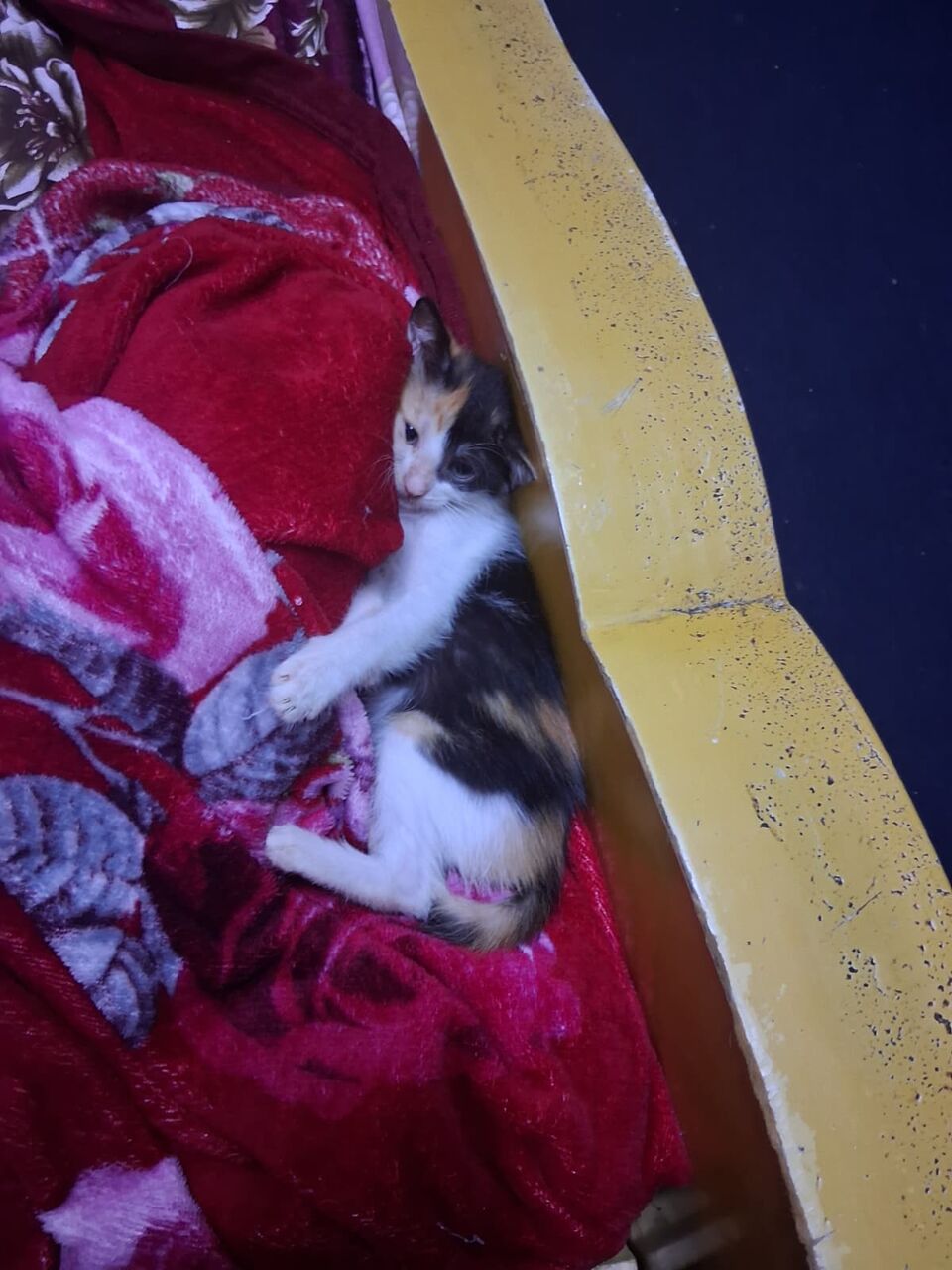 Jeddah, Free Items, 3 Cute Kittens Looking For Loving Homes &ndash; FREE
