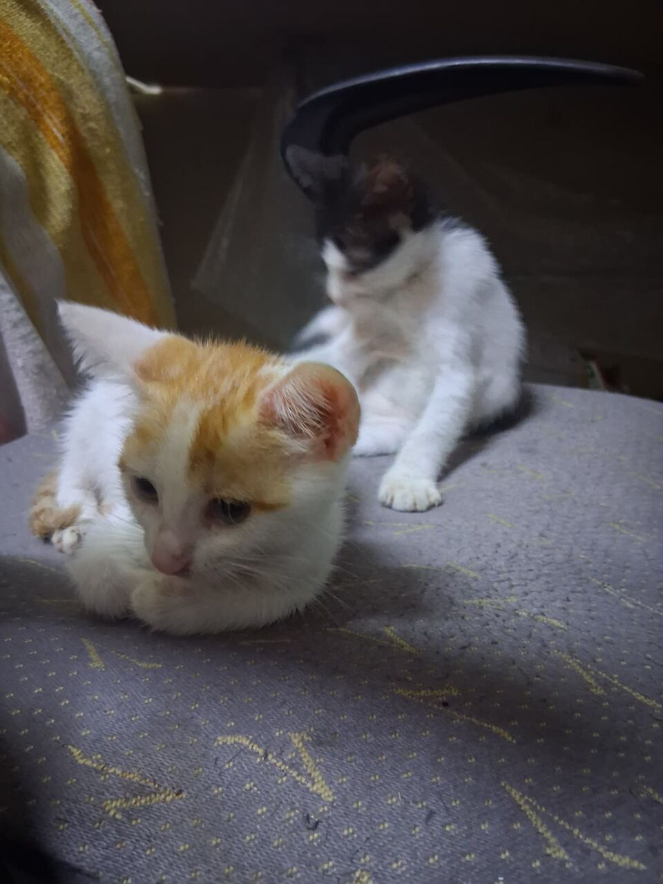 Jeddah, Free Items, 3 Cute Kittens Looking For Loving Homes &ndash; FREE