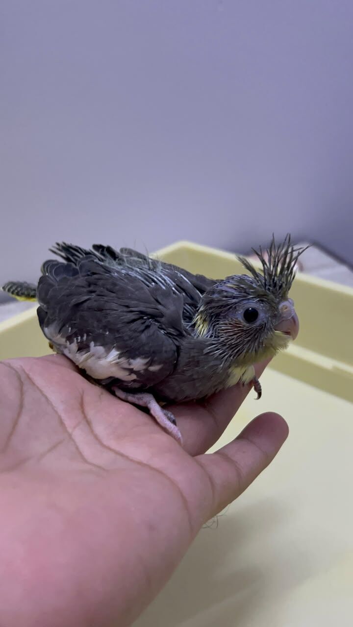 Riyadh, Pet Supplies, SAR 230,  Beautiful Cockatiel Chicks For Sale
