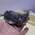 SAR 230,  Beautiful Cockatiel Chicks For Sale