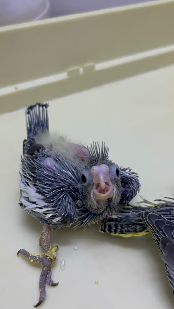 Riyadh, Pet Supplies, SAR 230,  Beautiful Cockatiel Chicks For Sale