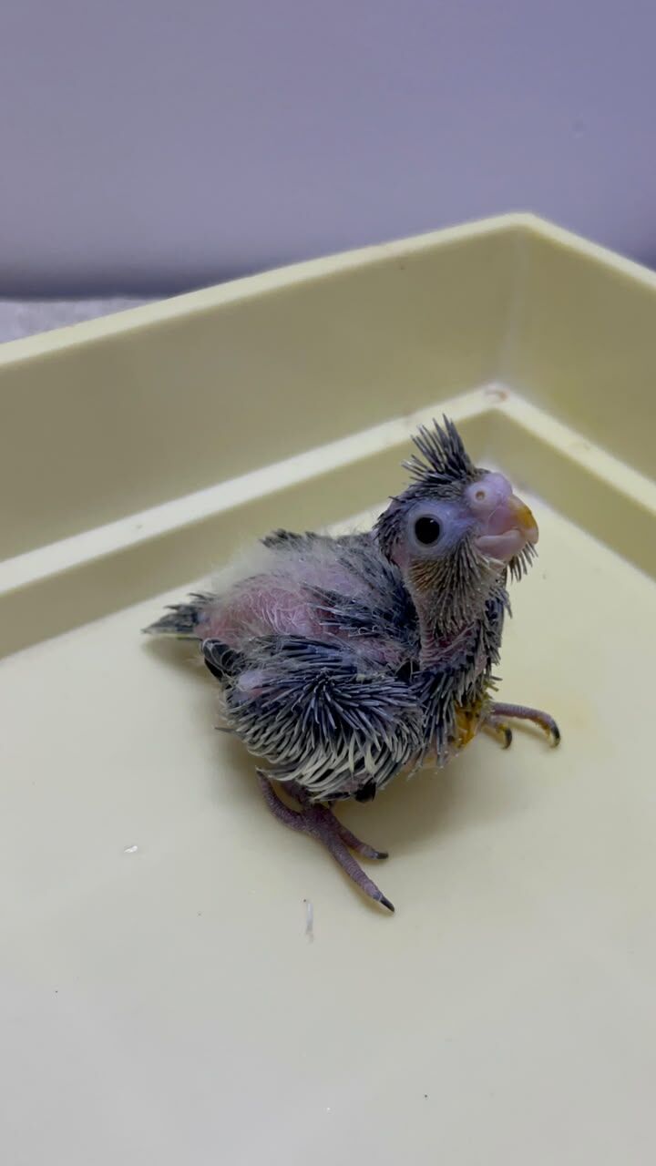 Riyadh, Pet Supplies, SAR 230,  Beautiful Cockatiel Chicks For Sale