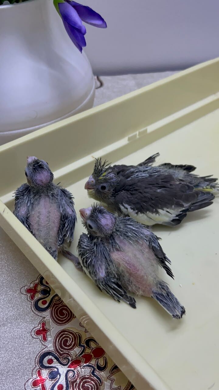 Riyadh, Pet Supplies, SAR 230,  Beautiful Cockatiel Chicks For Sale