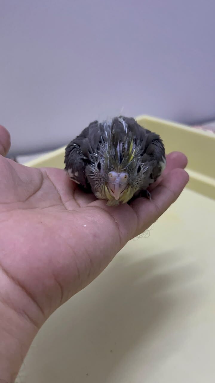 Riyadh, Pet Supplies, SAR 230,  Beautiful Cockatiel Chicks For Sale