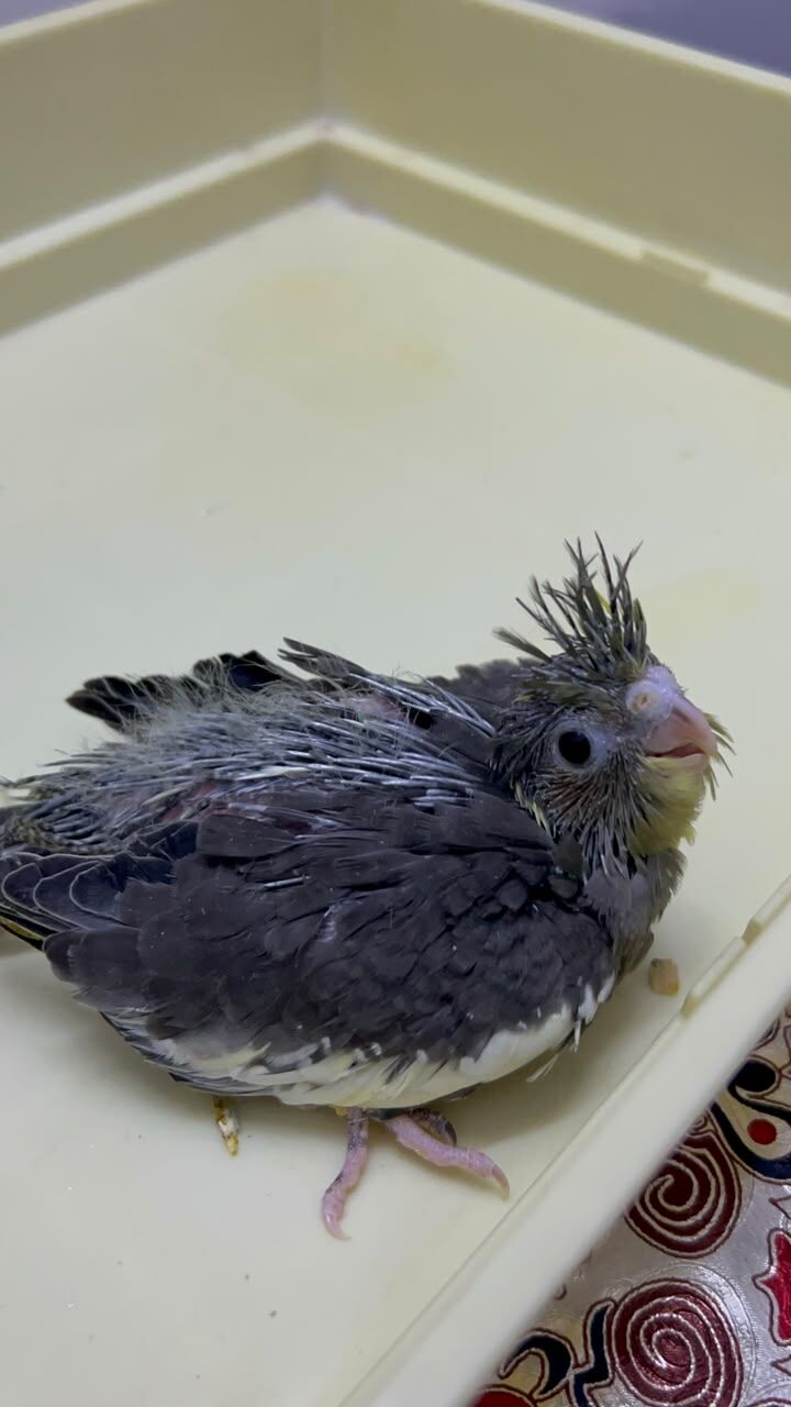 Riyadh, Pet Supplies, SAR 230,  Beautiful Cockatiel Chicks For Sale
