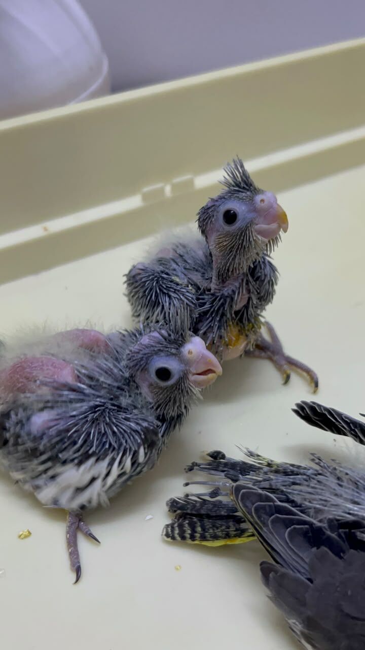 Riyadh, Pet Supplies, SAR 230,  Beautiful Cockatiel Chicks For Sale
