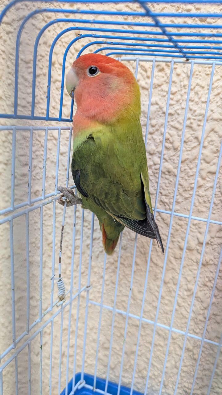 Al Hamra, Pet Supplies, SAR 170,  Female Rose Parrot For Sale