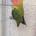 SAR 170,  Female Rose Parrot For Sale