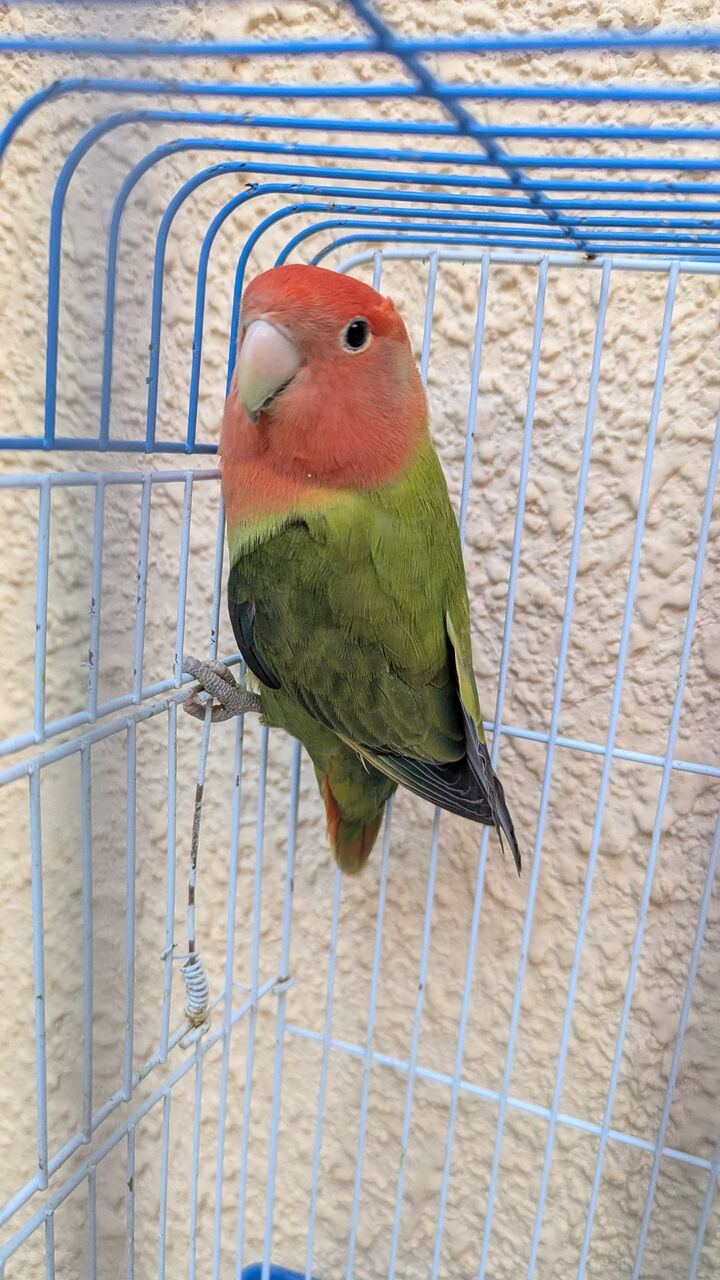Al Hamra, Pet Supplies, SAR 170,  Female Rose Parrot For Sale