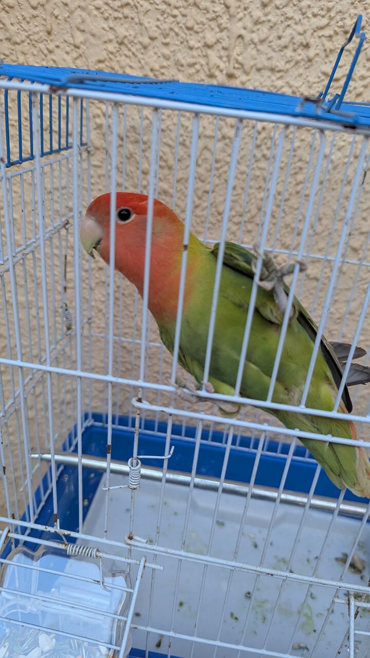 Al Hamra, Pet Supplies, SAR 170,  Female Rose Parrot For Sale
