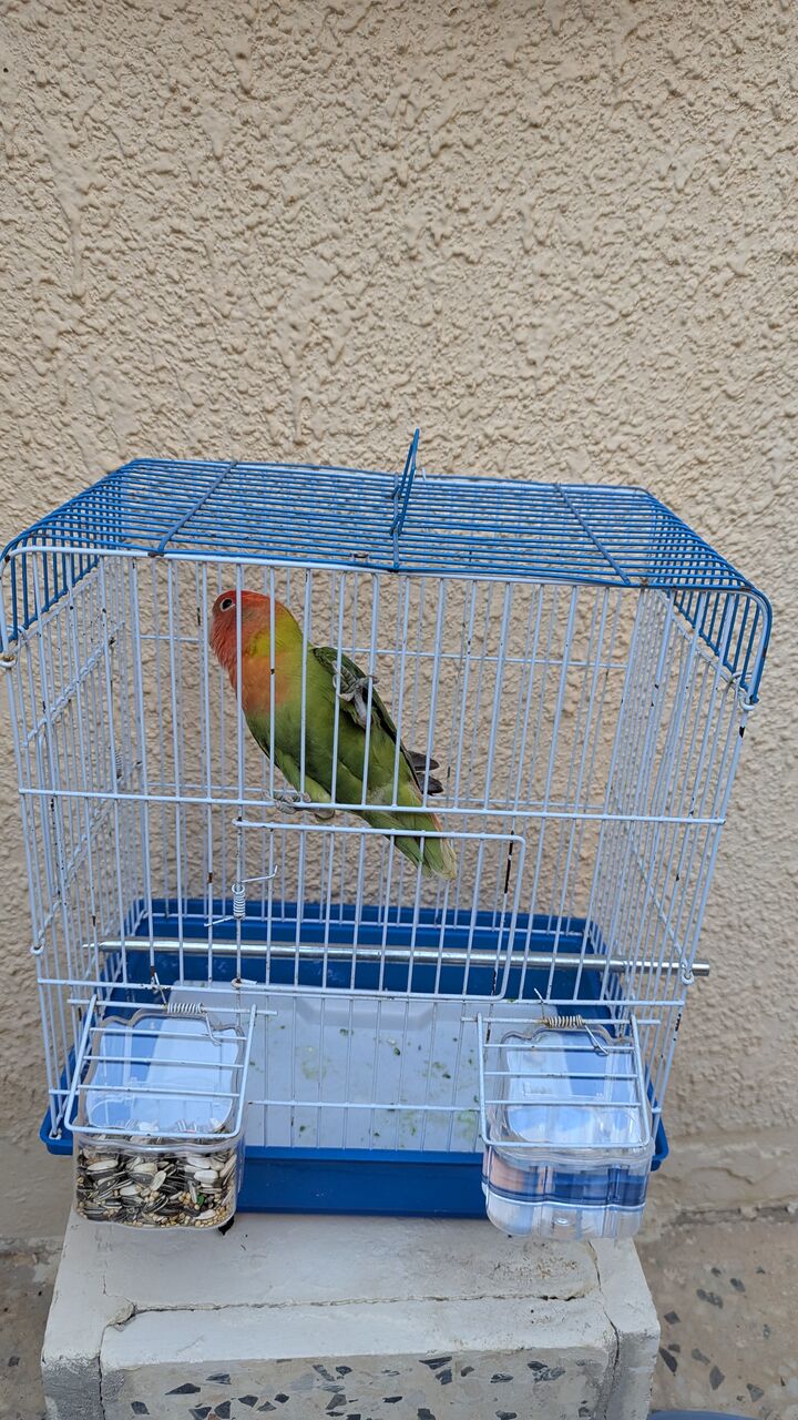 Al Hamra, Pet Supplies, SAR 170,  Female Rose Parrot For Sale