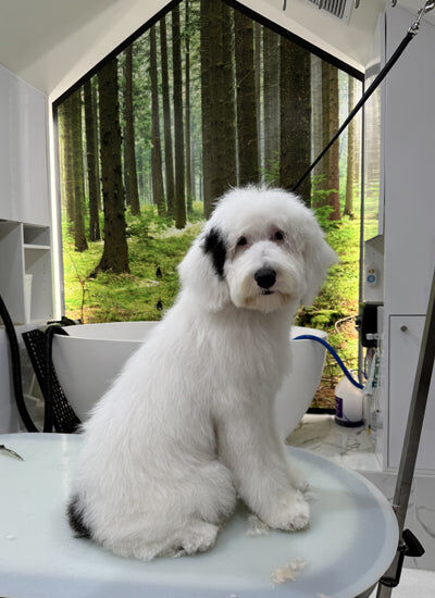 New York, Business, Shop Grooming Packages For Dogs For Federal Holiday 2026