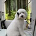 Shop Grooming Packages For Dogs For Federal Holiday 2026