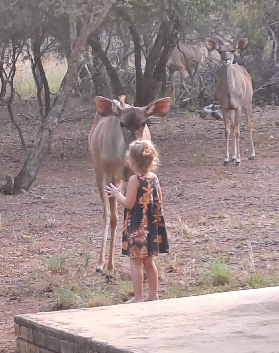Johannesburg, Real Estate For Sale, ZAR 4000000,  3 BR,  225 Sq. Meter,  1-Hectare Safari Lodge With Unfenced Access To A 4,000ha Nature Reserve