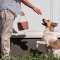Emergency Veterinarian In Oxford, Mississippi