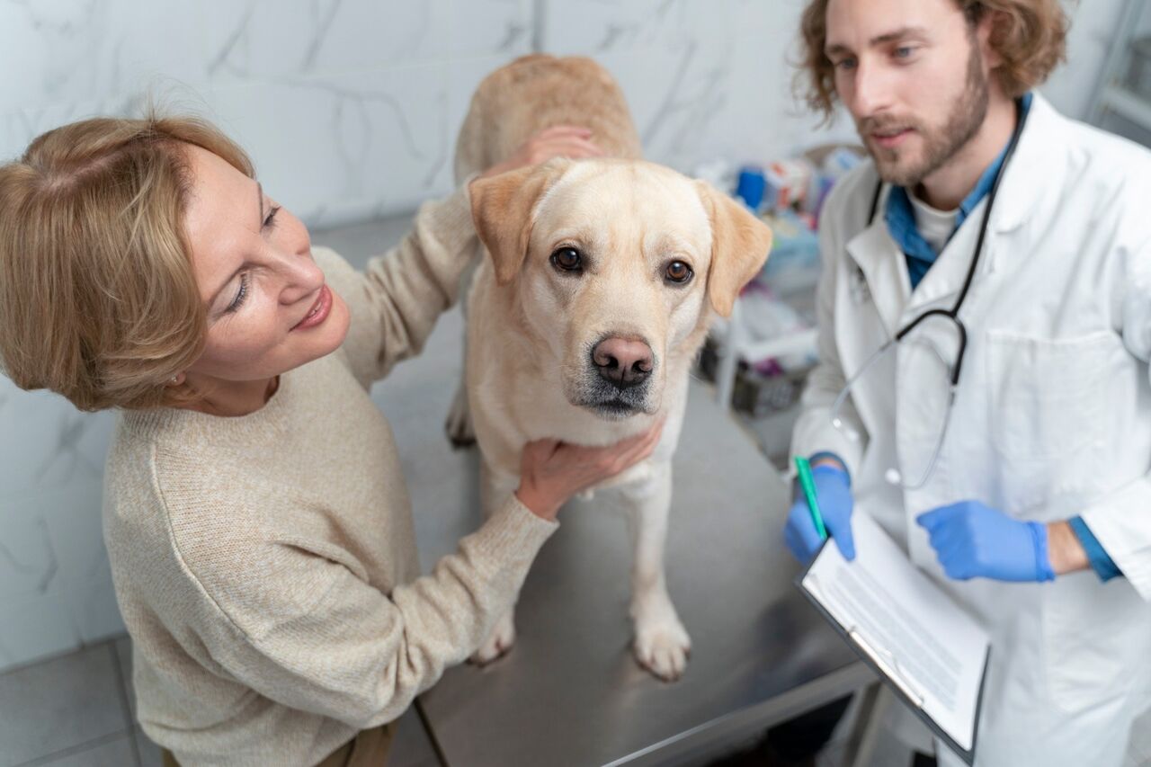New York, Health, Emergency Veterinarian In Oxford, Mississippi