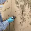 Expert Mold Testing Support For Mold Inspection In Sacramento