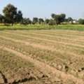 INR 10000000,  1250 Sq. Yard,  Best Farmhouse Plots In Naugaon For Buyers