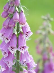 London, Health, Natural Herbal Health Solutions Uk, At Naturopath Tina