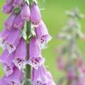 Natural Herbal Health Solutions Uk, At Naturopath Tina