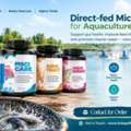 USD 50,  Looking For Feed & Gut Support? Choose Direct-fed Microbials For Aquaculture &ndash; Enquire Now