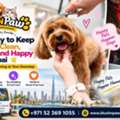Essential Grooming Tips For Dubai Pets