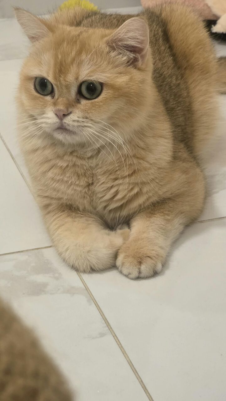 Khobar, Pet Supplies, SAR 1000,  BRITISH SHORTHAIR MALE CAT