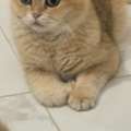 SAR 1000,  BRITISH SHORTHAIR MALE CAT