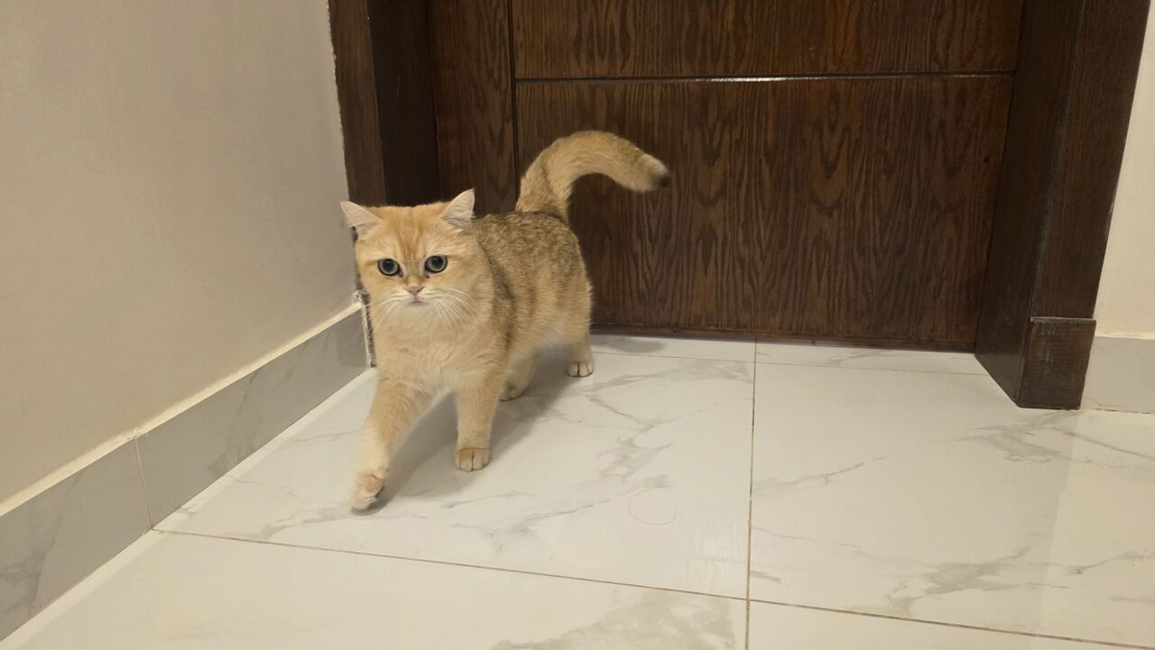 Khobar, Pet Supplies, SAR 1000,  BRITISH SHORTHAIR MALE CAT