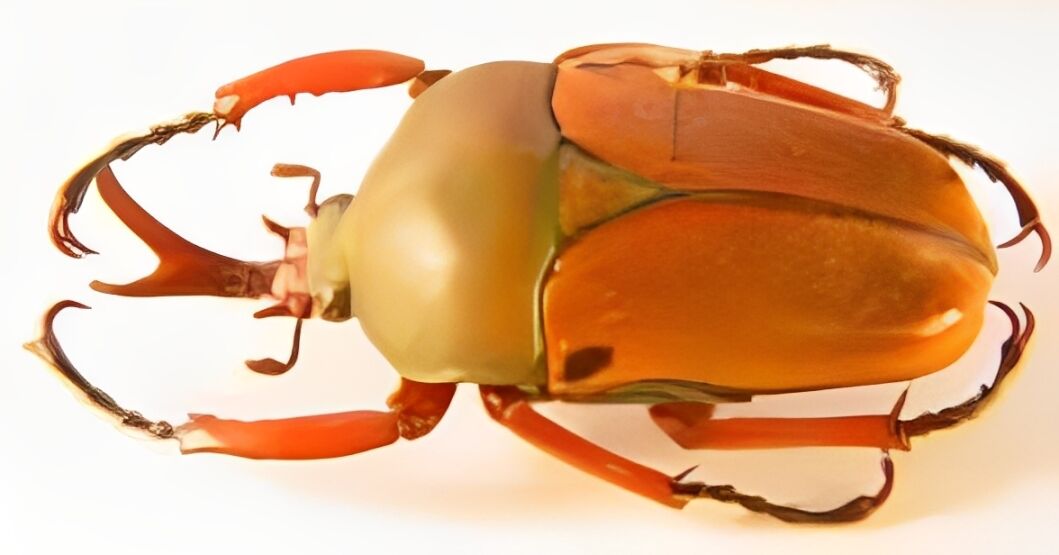 Cape Town, Business, The Flower Beetles That Fight For The Spotlight