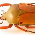 The Flower Beetles That Fight For The Spotlight