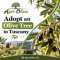 Adopt An Olive Tree In Tuscany