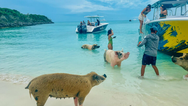 Bahamas, Travel, Enjoy Island Adventures With Freeport Boat Tour With Pigs