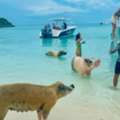 Enjoy Island Adventures With Freeport Boat Tour With Pigs