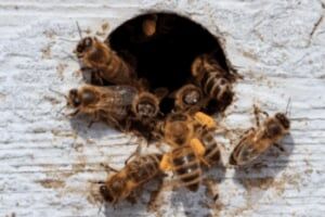 New York, Pest Control, Beeline Pest Control