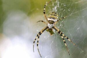 New York, Pest Control, Beeline Pest Control