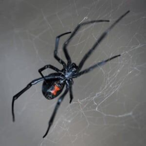 New York, Pest Control, Beeline Pest Control
