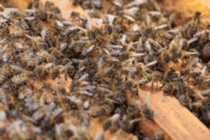 New York, Pest Control, Beeline Pest Control