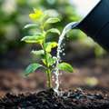 Fertilizer Suppliers India