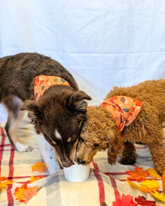 New York, Business, Professional Dog Boarding In Noblesville, Indiana | Dog Dayz