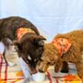 Professional Dog Boarding In Noblesville, Indiana | Dog Dayz