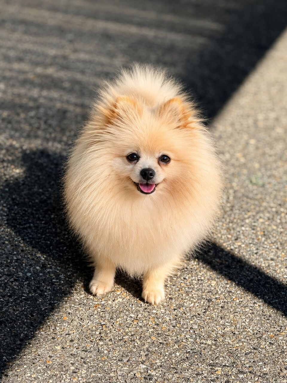 Sydney, Pet Sitting, Meet Your Perfect Pomeranian Companion With The Pomfather
