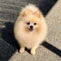 Meet Your Perfect Pomeranian Companion With The Pomfather