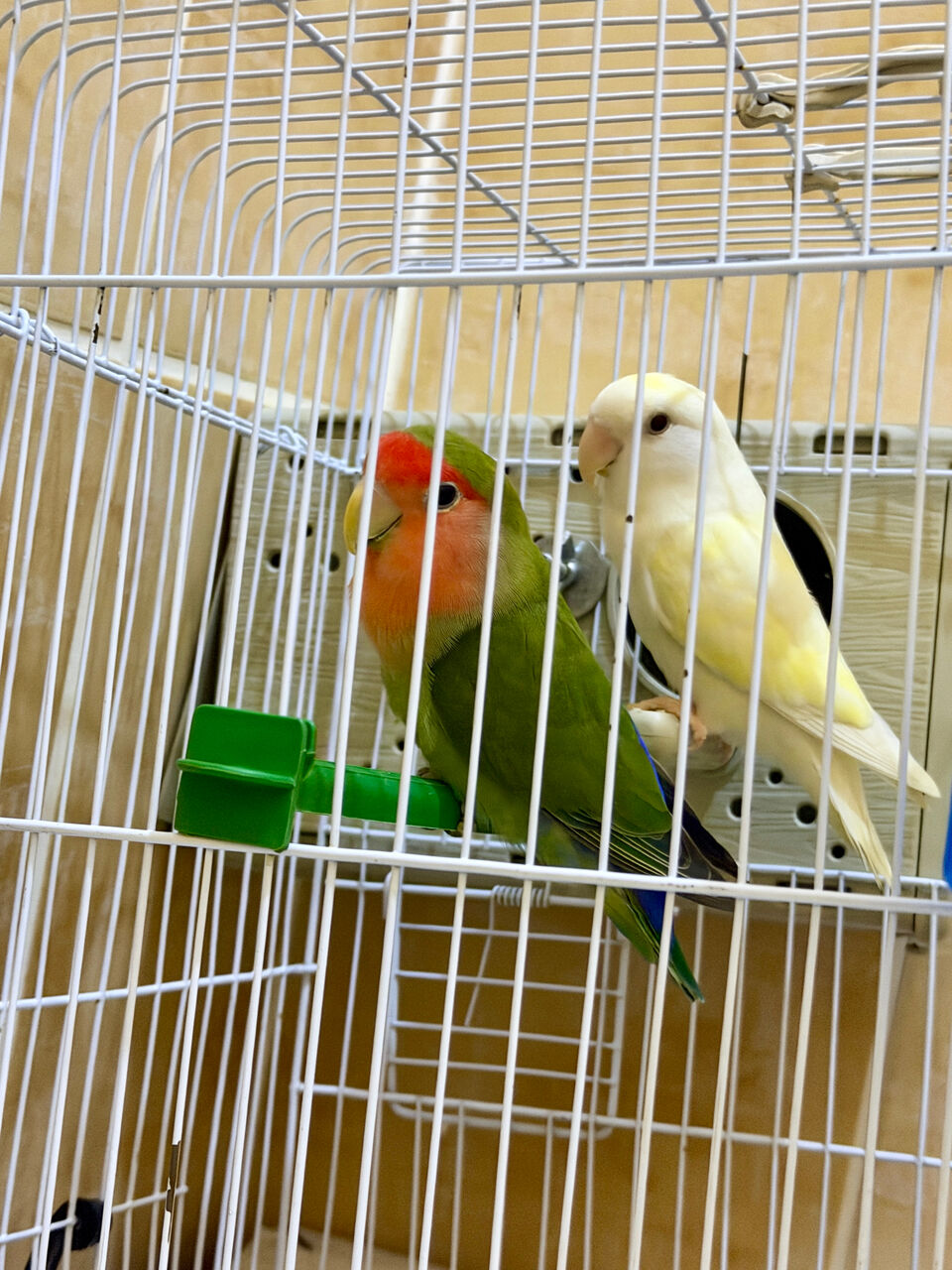 Jeddah, Pet Supplies, SAR 300,  🐦 Couple Birds For Sale 🐦