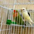 SAR 300,  🐦 Couple Birds For Sale 🐦