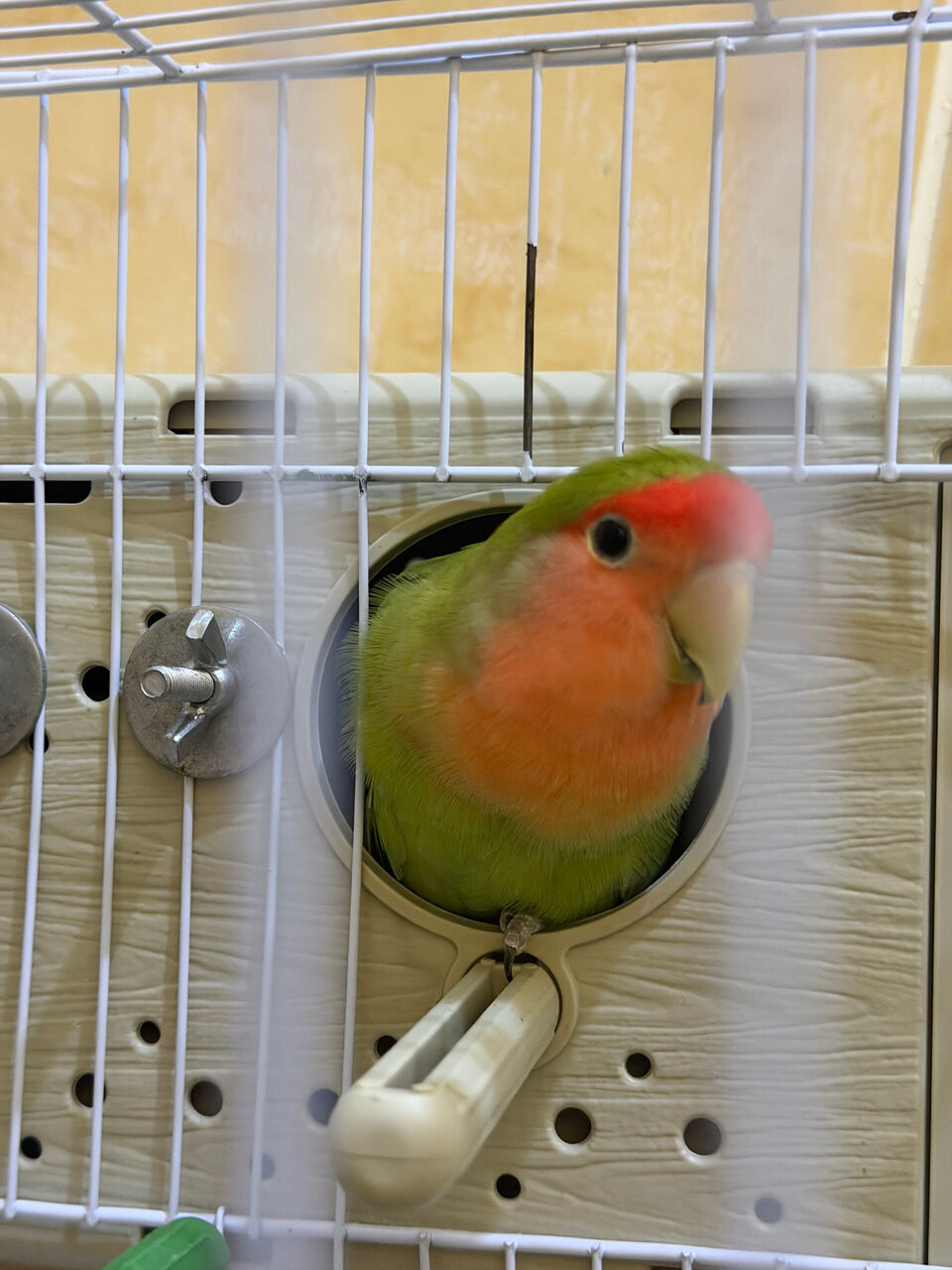 Jeddah, Pet Supplies, SAR 300,  🐦 Couple Birds For Sale 🐦