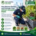 How Balcony Planters And Drainage Trays Attract Unwanted Pests
